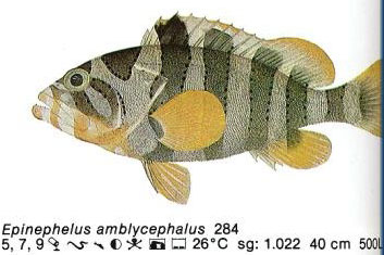 Epinephelus amblycephalus